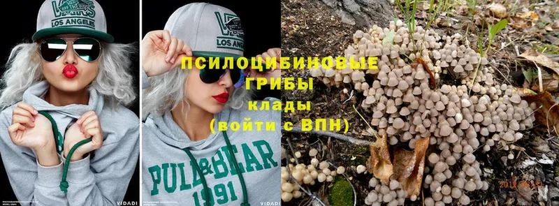 Псилоцибиновые грибы Psilocybine cubensis  Борисоглебск 